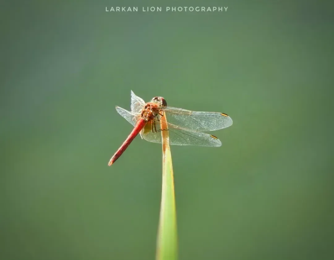 dragonfly